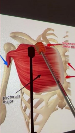 Pectoralis Major #anatomy #legmuscle #kinesiology #anatomystudy