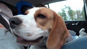 108K views · 7.3K reactions | What Greater Gift Than Love of a Beagle...