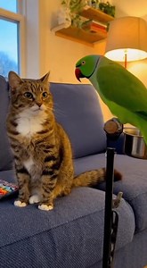 151K views · 4.2K reactions | Mimicry of cat by parrot #cat #pets #parrots #fblifestyle | Pets Lovers | Facebook