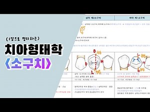 ⭐️ A+ 받았던 치아형태학 ⭐️ 소구치 요점정리 / 치위생과국가고시 / 국시공부 / 기말고사