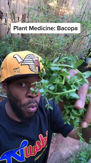 Discover the Powerful Benefits of the Herb of Grace