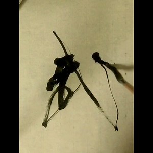 ◆武〜samurai◆ 【武の成り立ち（一説）】 会意文字（戈 止）。「矛(ほこ)」の象形『戈』と「立ち止まる足」の象形『止』から、「矛を持って戦いに行く」を意味する「武」という漢字が成立したとされる。 ”武 ”means samurai in Japanese. | 書道家 鈴木曉昇