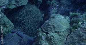 Slow motion, eel hides in coral reef