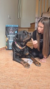 5.1K views · 248 reactions | Beautiful  #rottweiler #rottie | Rottweiler Lovers USA | Facebook