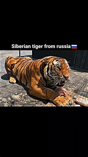 Tiger subspecies from different countries #viral #youtube #shorts #video