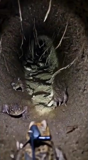 Common Spadefoot Toad POV – Underground Journey 🐸