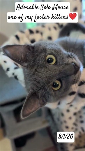 Meet my foster kitten Solo Mouse ❤️ #kitten #kittens #fosteringsaveslives #cat