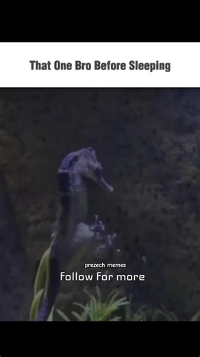 The Night Ritual: A Humorous Take