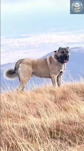 Kangal Dog in Real Action – The Wolf Crusher of Turkey!”