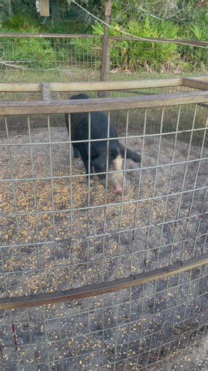 6.7K views · 78 reactions | 248 | Rob Wilson | Facebook