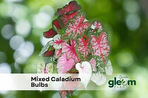Mixed Caladium Bulbs: Fancy Foliage for Shade Gardens - Etsy