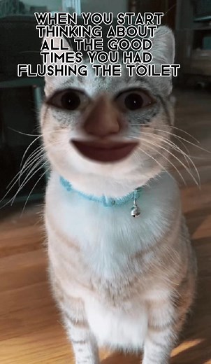 How many cat lovers we got out there? #whatthe #catsoftiktok #flushtoilet #adoptapet #thingsmypetsdo #potty #toiletlocks #momsoftoddlersbelike