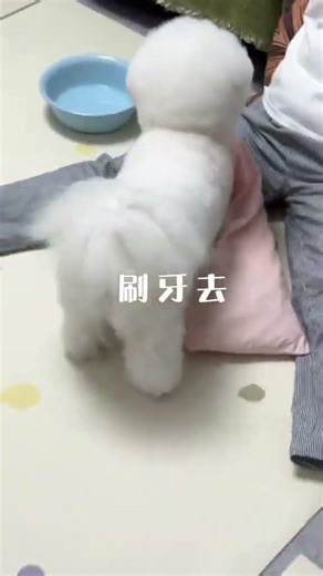 Teeth Brushing Dog: A Toothpaste Obsession