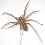 Post Falls, ID Pest Control