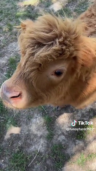 Adorable Mini Cows in Fun Farm Adventures