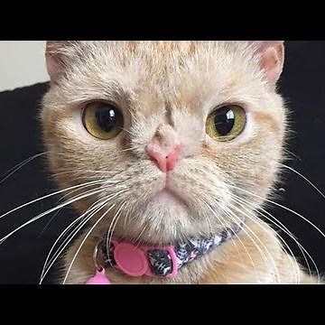 Meet Butters, The Adorable Cat With Manx Syndrome And A Chromosomal Abnormality Who Is Thriving