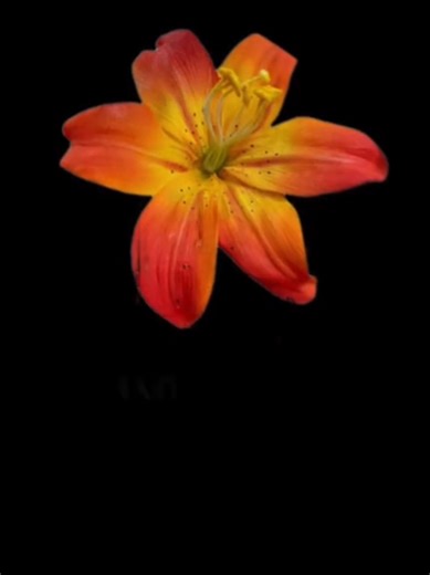 complicated #lyrics #fyp #foryoupage | complicated songs lyrics