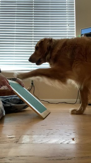 Day one of teaching sirius how to use the scratch board to help maintain his nails.