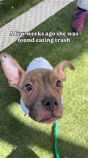 Twinkle Toes ✨this itty bitty girl is just about the cutest pup I’ve ever seen. She looks like a small alien, in the very best way. She sits demurely, looking right up at us for a snack. When her ears come out we just about faint - they are at least two sizes bigger than you might expect and a true delight. Twinkle Toes was found eating trash. When found you could see her ribs and hips, her face was swollen, and she had an oozing wound on her neck. Her condition landed her a spot in the medical 