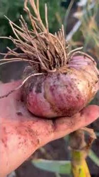 Уборка чеснока #чеснок #урожай