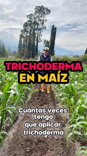 Agricola Rivera Heredia | Insumos Agrícolas on Instagram: "Cuándo Aplicamos Trichoderma En Maíz? 🌽🌱 Al momento de la siembra o en los primeros días de emergencia. Así coloniza la raíz desde el inicio, protege contra hongos del suelo y mejora el desarrollo radicular y la absorción de nutrientes. #IngeNan #agricultura #maiz #trichoderma #suelo agronomia agroverdeec organico tips cultivo"