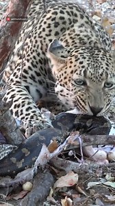 3.7M views · 42K reactions | Leopard feasts on PYTHONS!! #robtheranger #africansafari | Rob The Ranger Wildlife Videos | Facebook