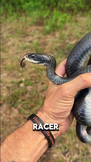 Black Racer Out and About #snake #reptiles #wildlife #nature