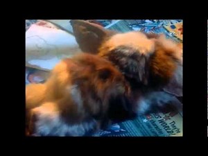 Gremlins .....Here Comes Trouble .....Birth Of Stripe