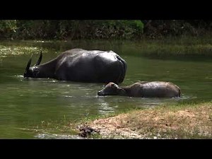 Water Buffalo Behavior & Wild Buffalo Facts