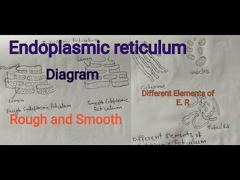 Endoplasmic reticulum / Rough and Smooth Endoplasmic reticulum // easy diagram