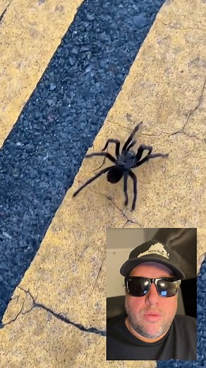 🕷Tarantula crossing road causes traffic accident in Death Valley National Park | Hard Factor