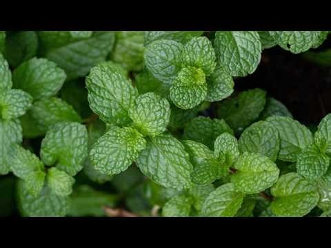 Powerful Mint Harvesting & Post-Harvest Technologies for Maximum Profit | Smart Agri Hub