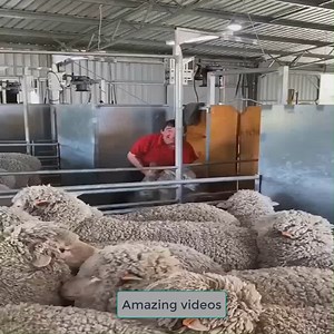 44K views · 110 reactions | The process of getting sheep's wool Invite to join our group: Interesting Life | Big World | Facebook