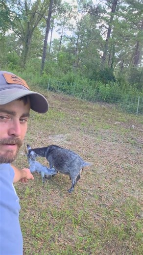 baby Goats #goat #goats ##goatsforhomesteading | Trioakranch | Facebook