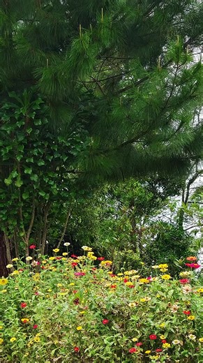 Pernah ngerasain saturasi di angka 82😭, Ya Allah rasanyaa udh ga bsa bicara apa² dlm keadaan otw ke Rs terdekat, sampe kepikiran apakah ini hr terakhirku ,,, Subhanallah masih dkasih umur , #나는 흡연자를 싫어한다