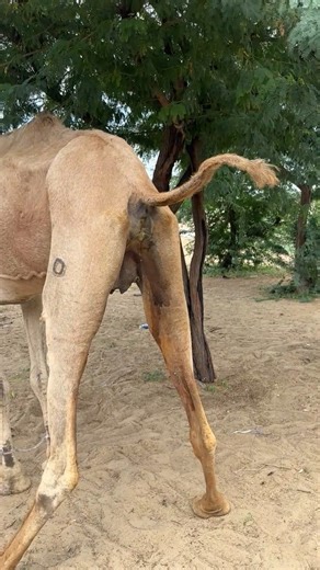 جمل ثار الجميل يبول.