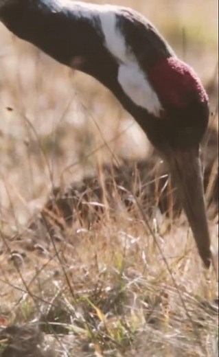 The Common Crane – Dance of Freedom on the Wings of the Wind
