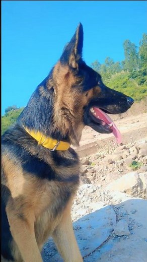 Dog Video | Animal Lover | Pet Lover #dogvideos #animallovers #doglife #dogshorts #ytshorts