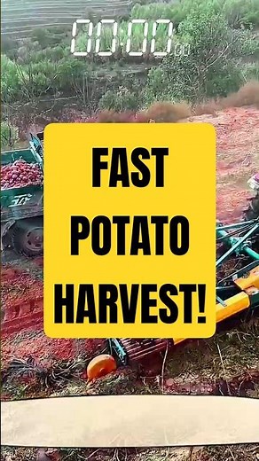 Potato Harvester Machine – Fast, Clean, and Direct to the Truck