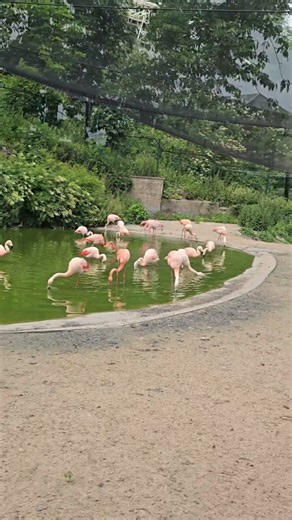 Fabulous Flamingos 🦩🥰 #shorts #flamingos #cute