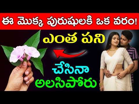 ఈ మొక్క పురుషులకి ఒక వరం!ఎంత పని చేసినా అలసిపోరు