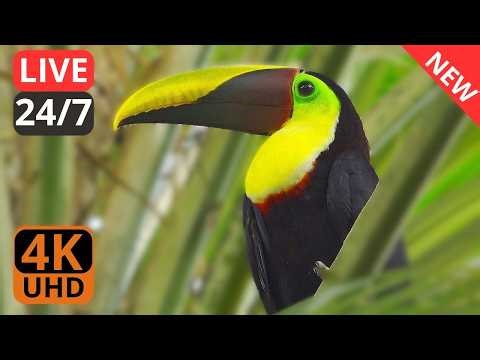 🔴 LIVE: Cat TV 😺– Beautiful Birds in the World - Toucan Bird Sound - Macaw Parrot Sounds