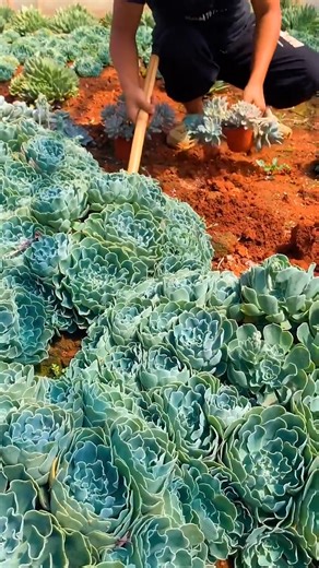 318K views · 10K reactions | Biggest succulent I've ever seen  | Succulents | Facebook
