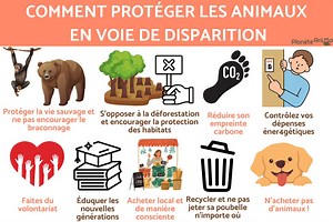 COMMENT PROTÉGER les ANIMAUX en VOIE de DISPARITION - TOUT SAVOIR