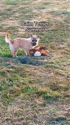 14K views · 546 reactions | Cairn terrier summer  | Cairn Terrier | Facebook
