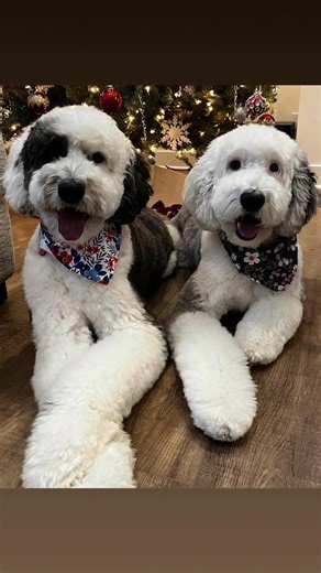 Happy 2026 from Rugby and Cricket 🩵🐾🩷🐾 | Sheepadoodle Rescue adoption & rehoming shelter