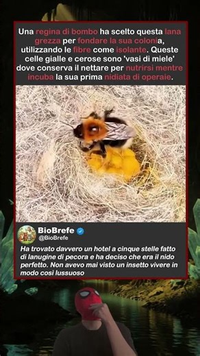 COME LE API REGINE COSTRUISCONO LE LORO CASE