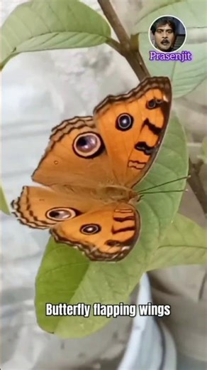 Butterfly flapping wings । Beautiful butterfly #shorts #butterfly #viral #flapping