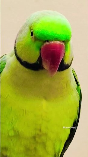 parrot talking video #talkingparot #birdsounds #birds #nonstoptalkingparrot #birdsong #parrotnoises