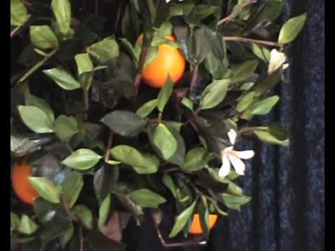 The Orange Tree Illusion - XXI century by Xavier Tapias